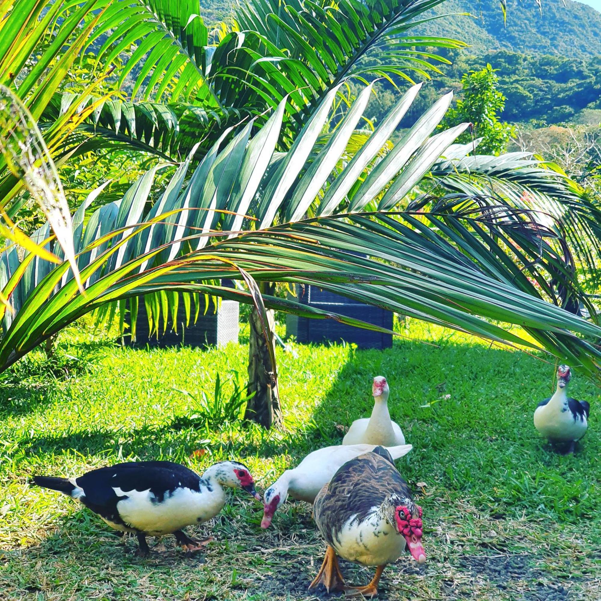 Vieux Grand Port Le Chalet, La Petite Ferme מראה חיצוני תמונה